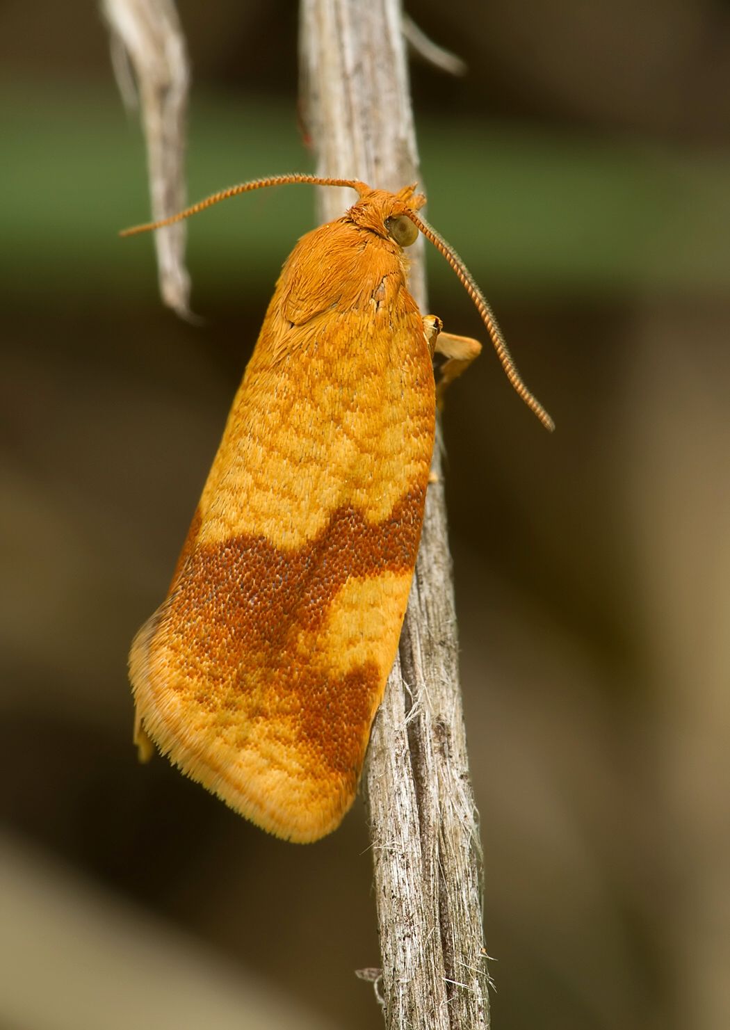 Aphelia ferugana
