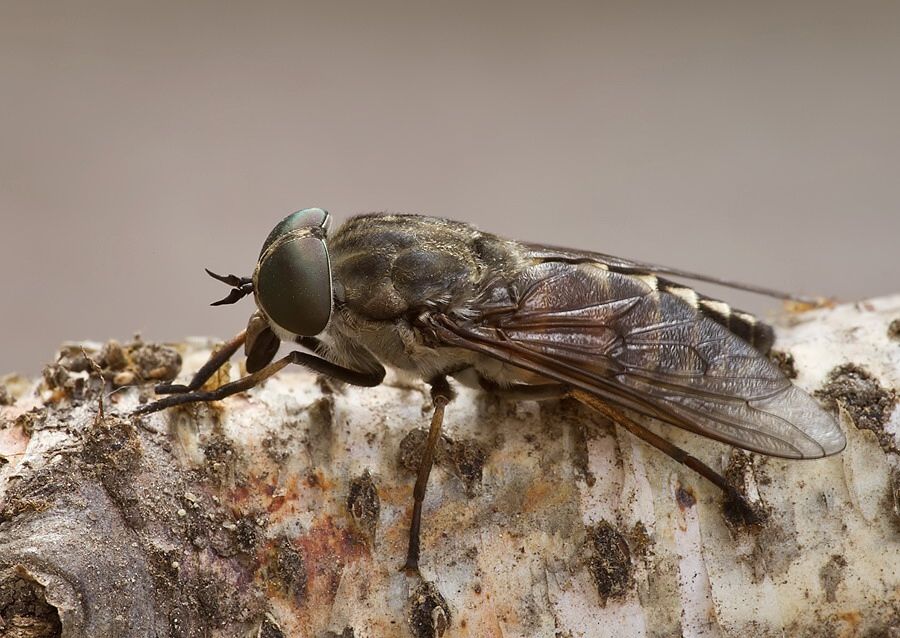 Tabanus bovinus