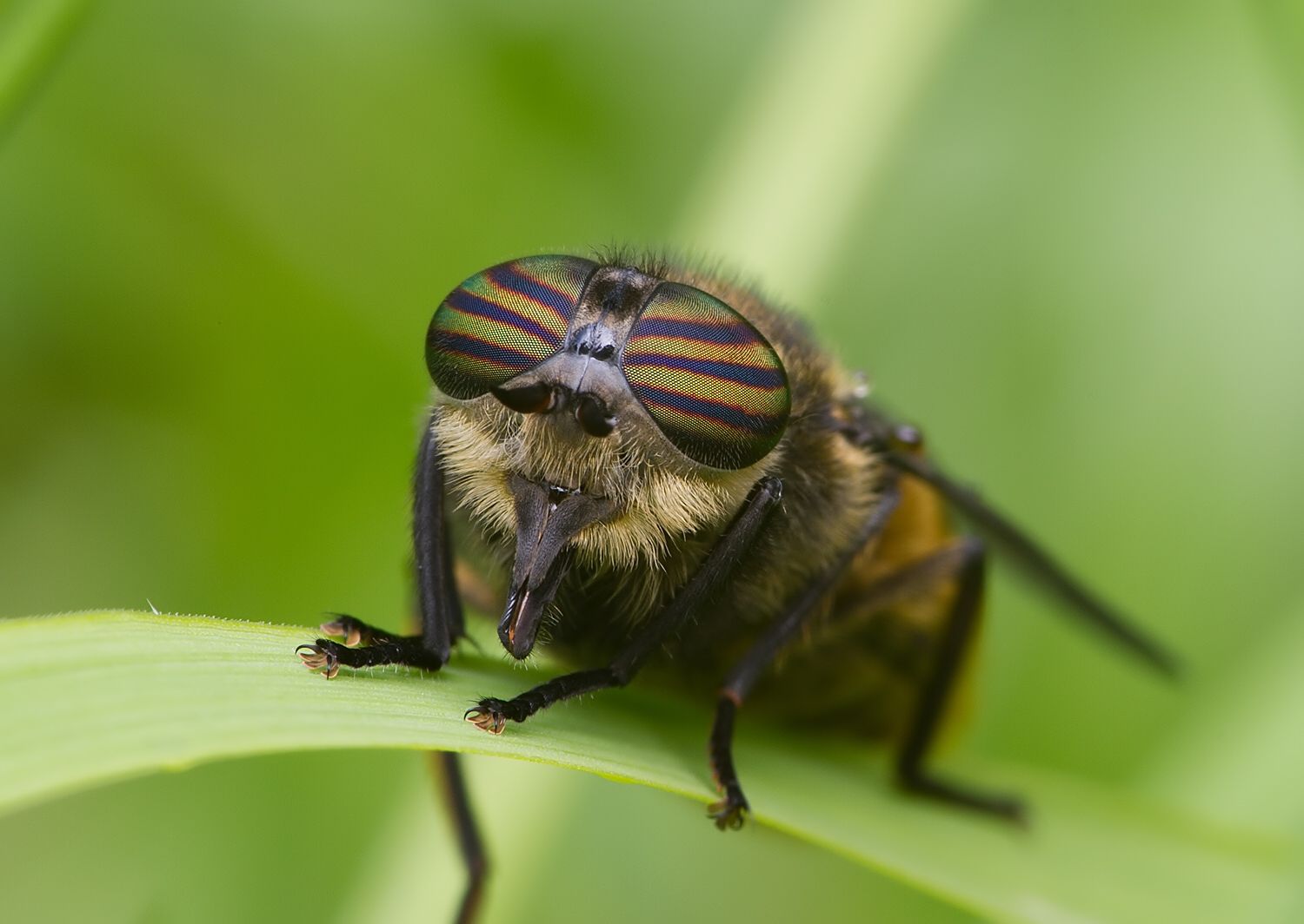 Tabanus glaucopis