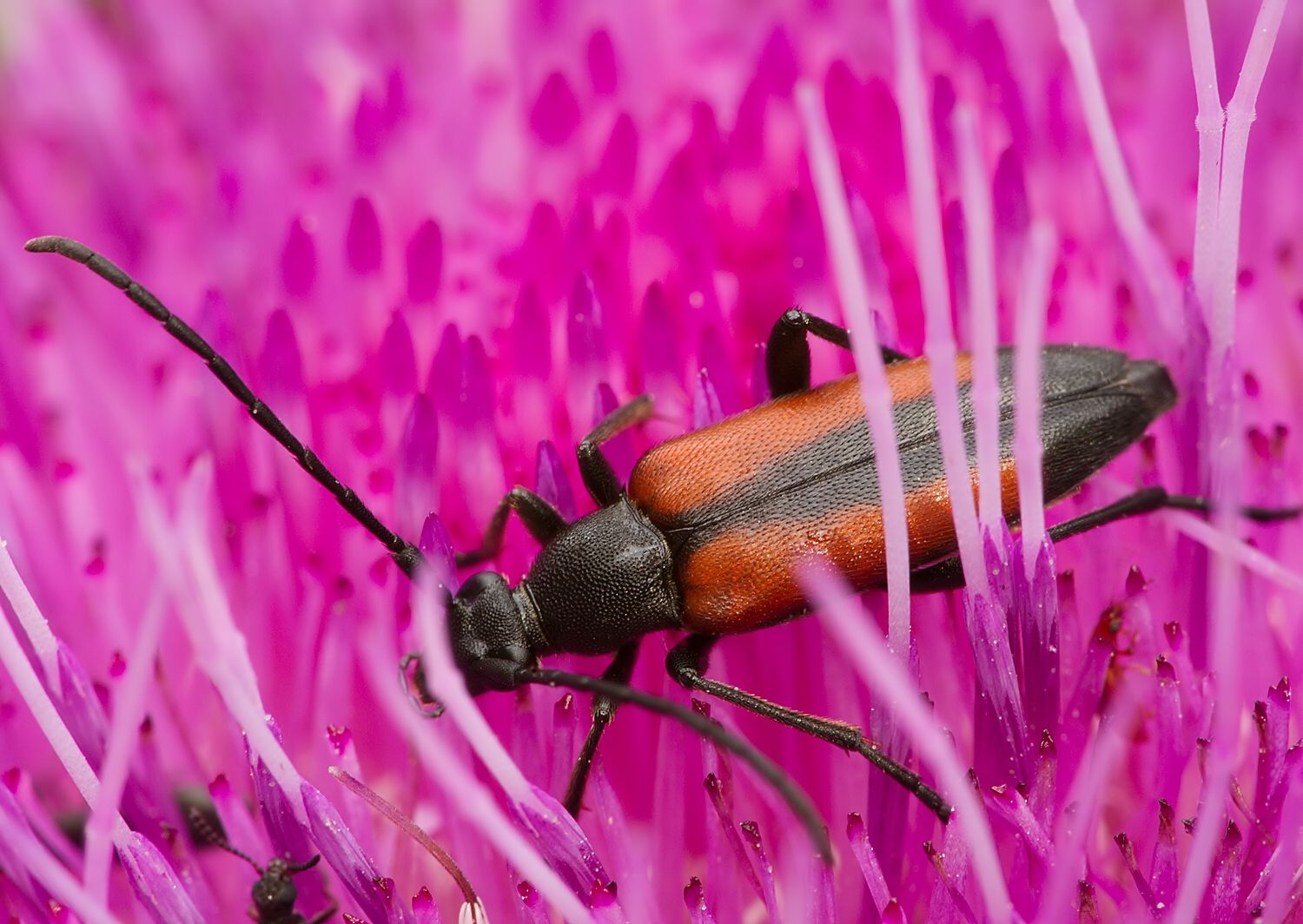 Stenurella melanura