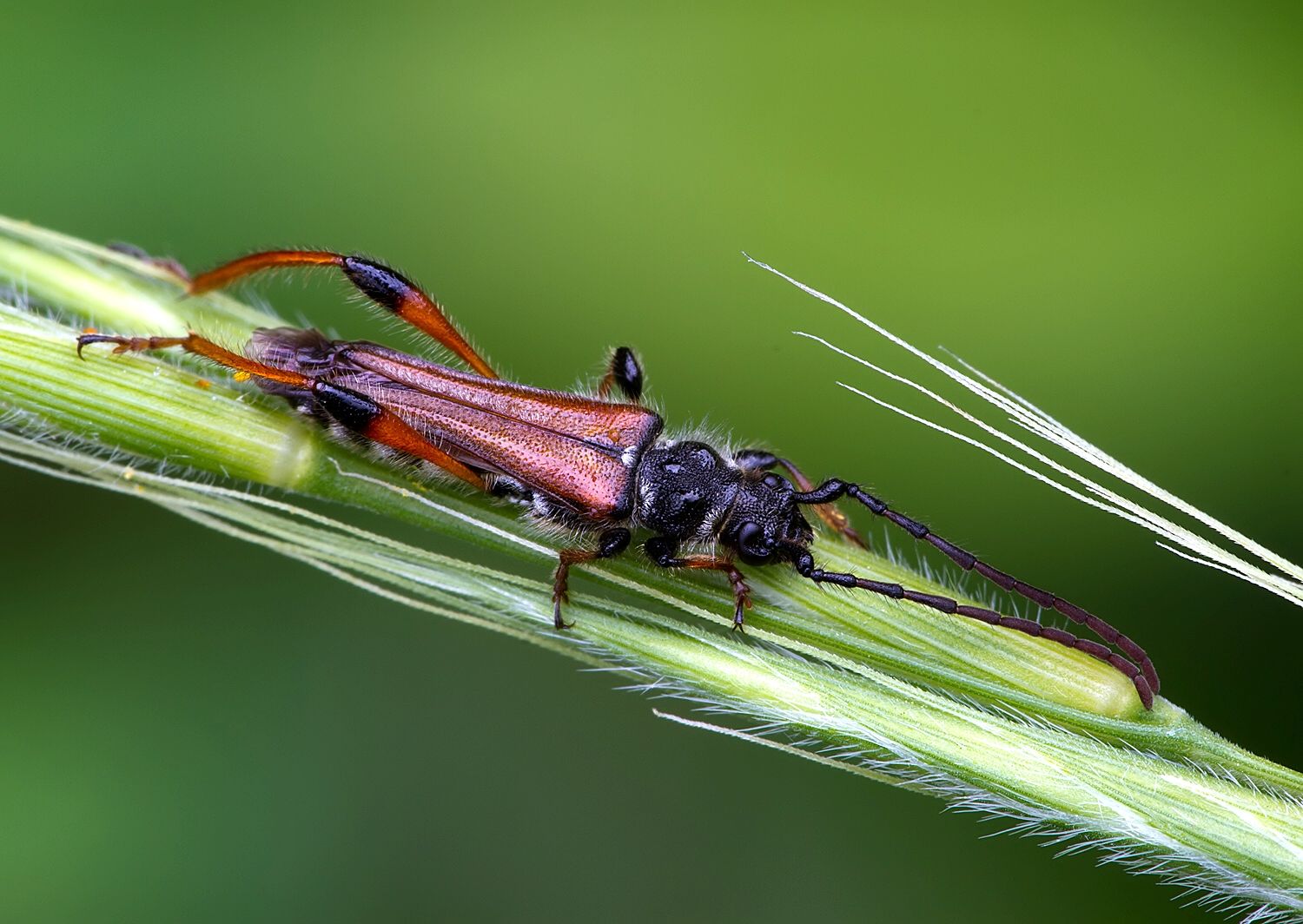 Stenopterus rufus