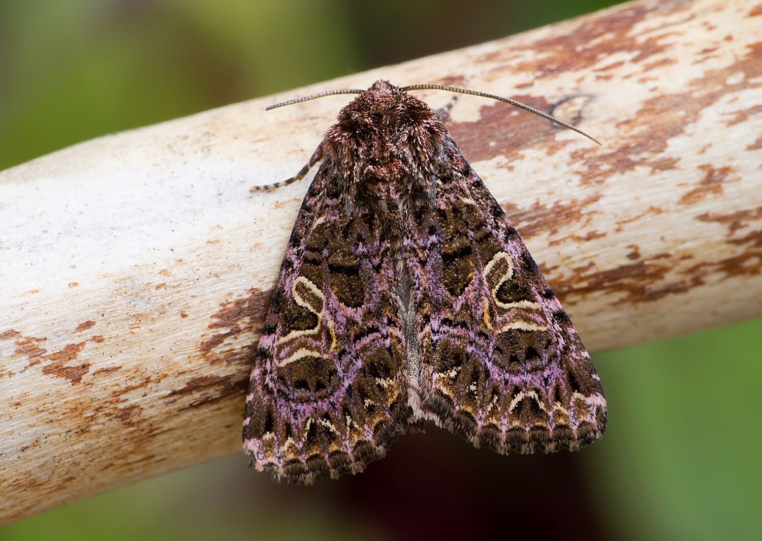 Sideridis rivularis
