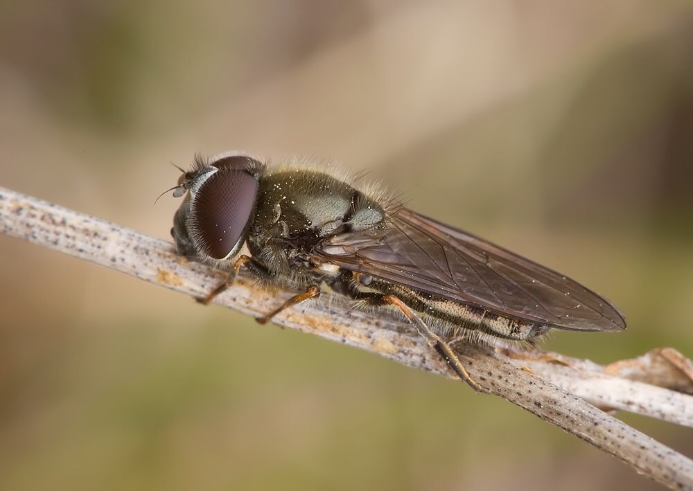 Cheilosia mutabilis