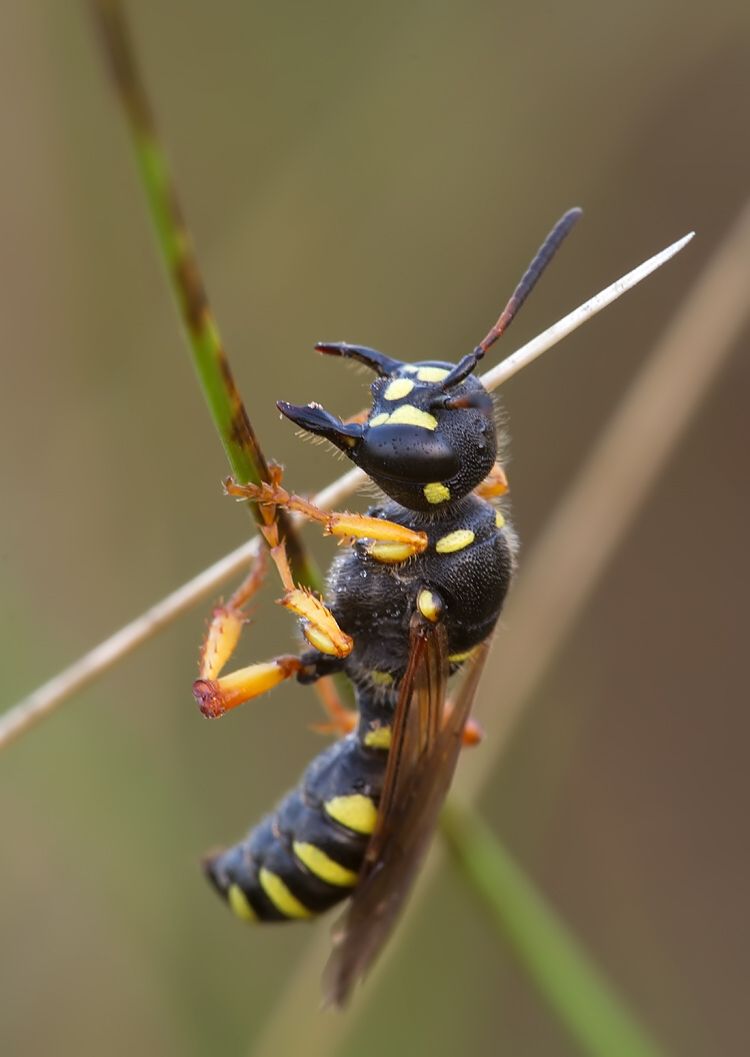 Cerceris ruficornis