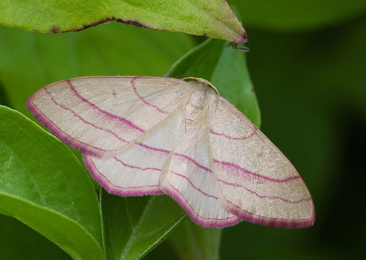 Rhodostrophia vibicaria