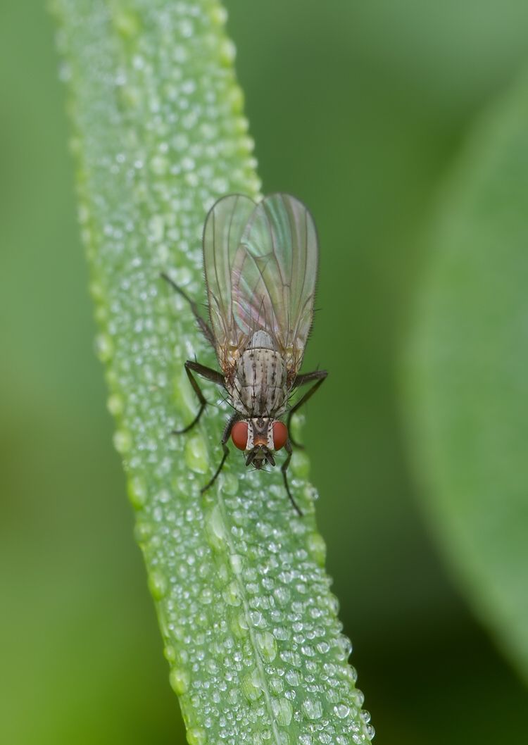 Botanophila fugax