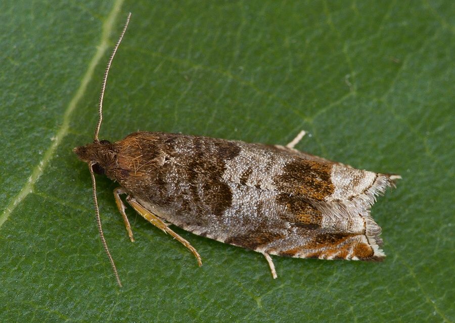 Ancylis achatana