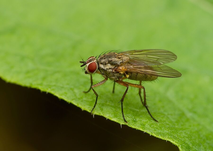 Hylemya nigrimana