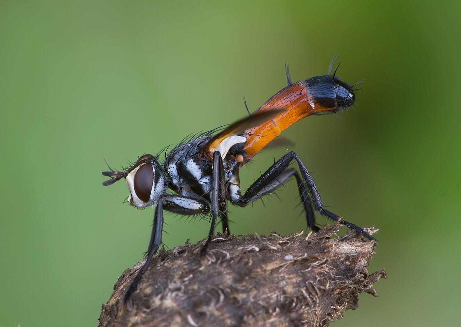 Cylindromyia brevicornis