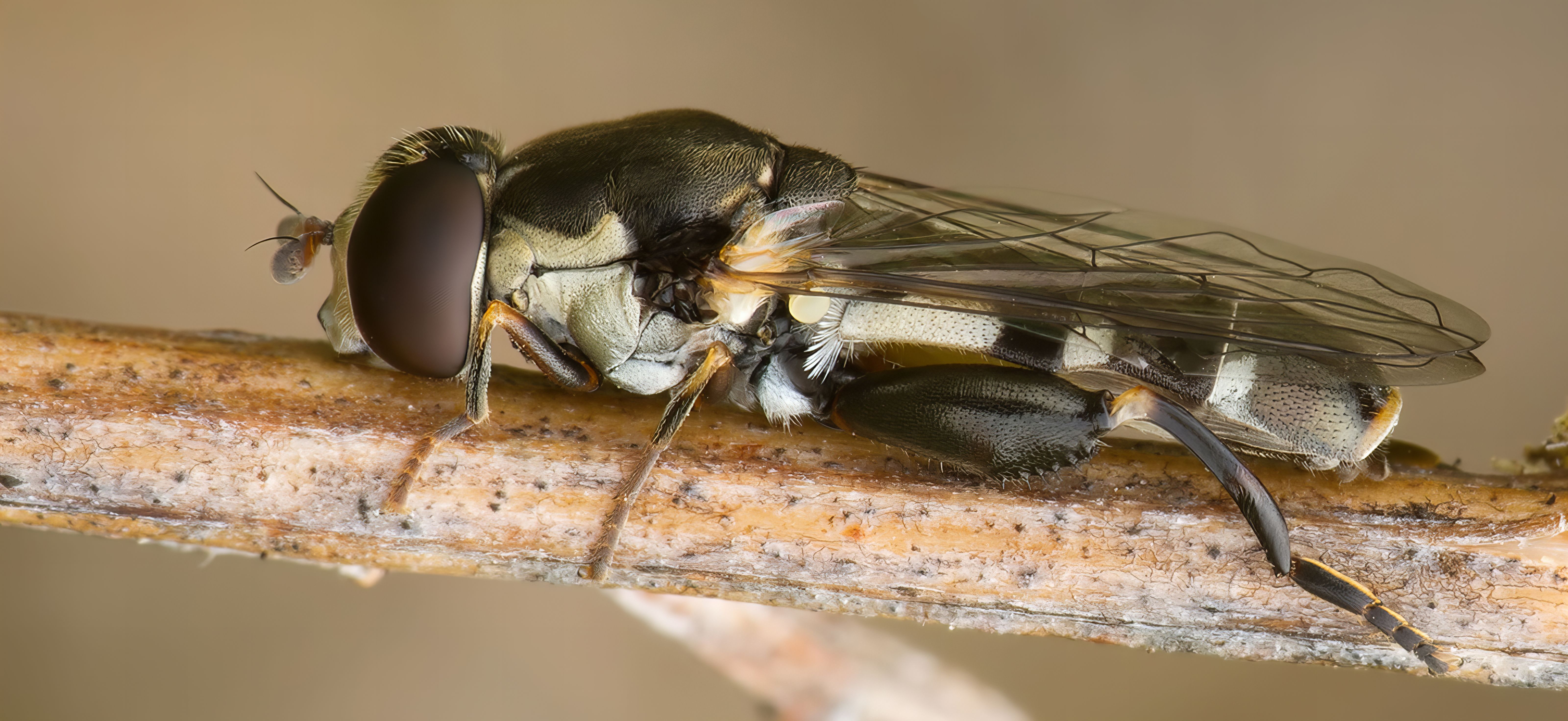 Diptera