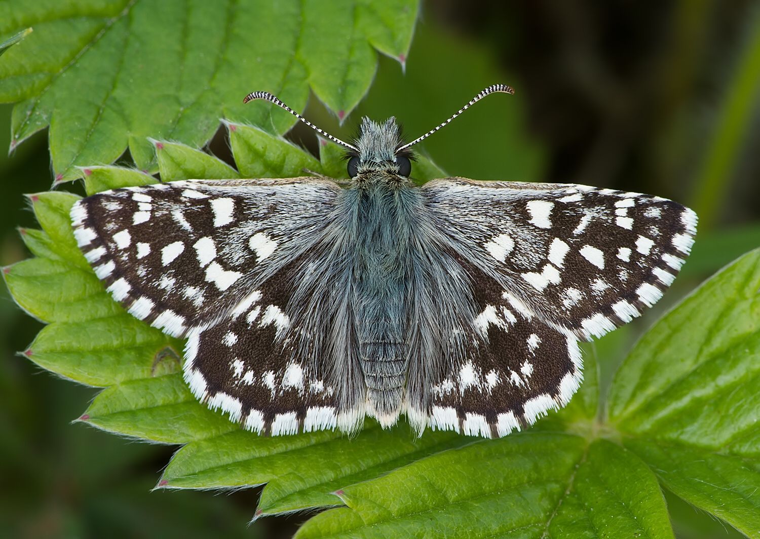 Pyrgus malvae