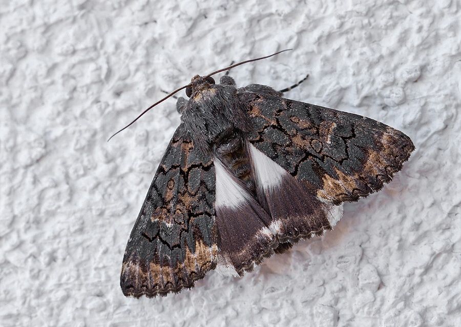 Catephia alchymista