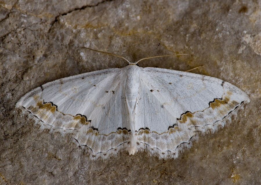 Scopula ornata