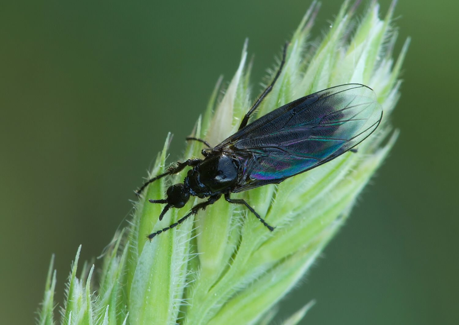 Dilophus febrilis