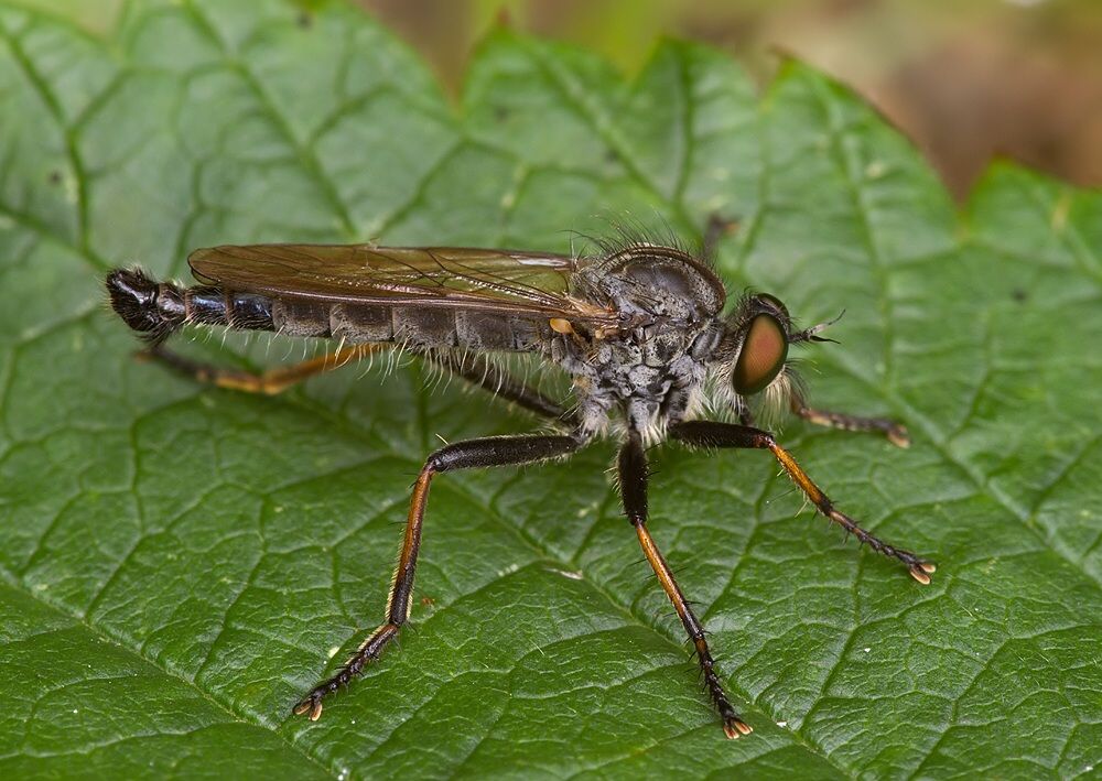 Neoitamus socius