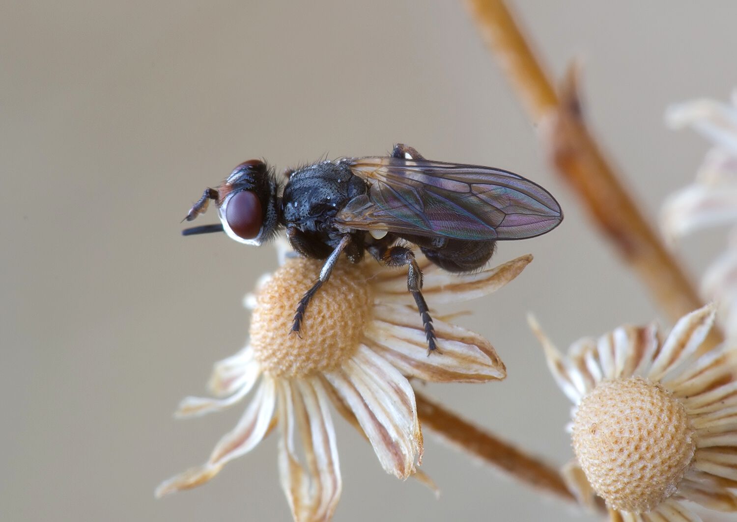 Thecophora pusilla