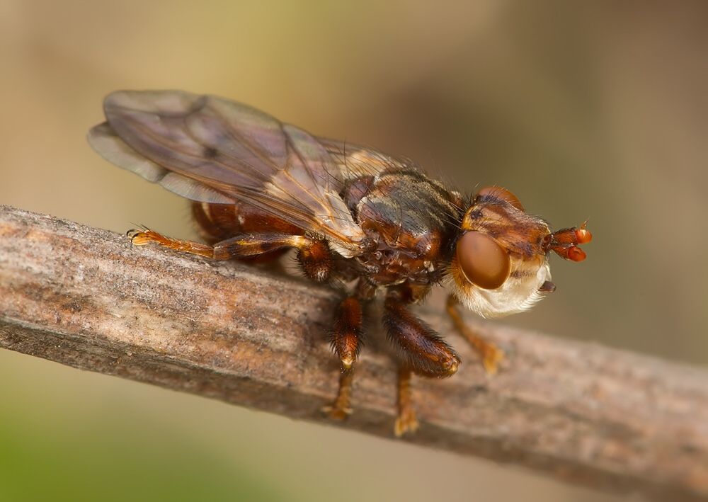 Myopa dorsalis