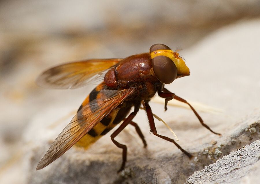 Volucella zonaria