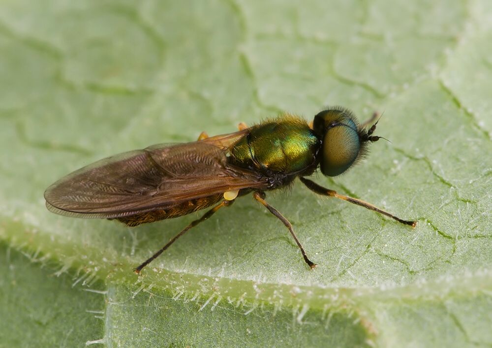 Chloromyia formosa