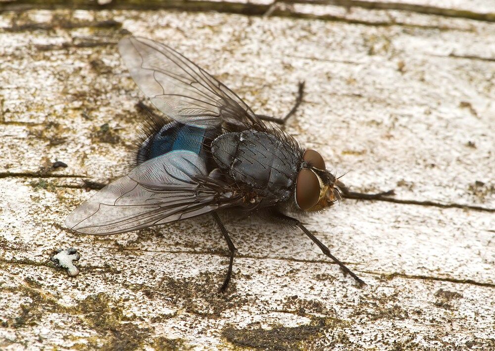 Calliphora loewi