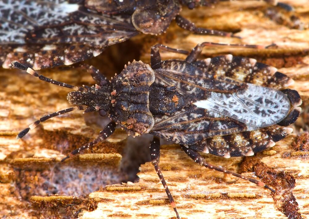 Aradus ribauti