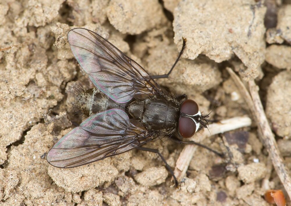 Helina latitarsis