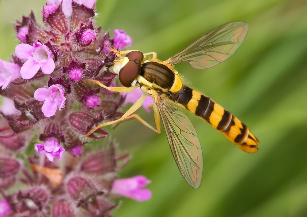 Sphaerophoria scripta