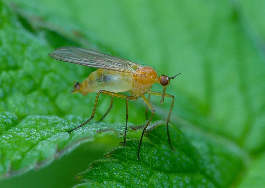 Empis lutea