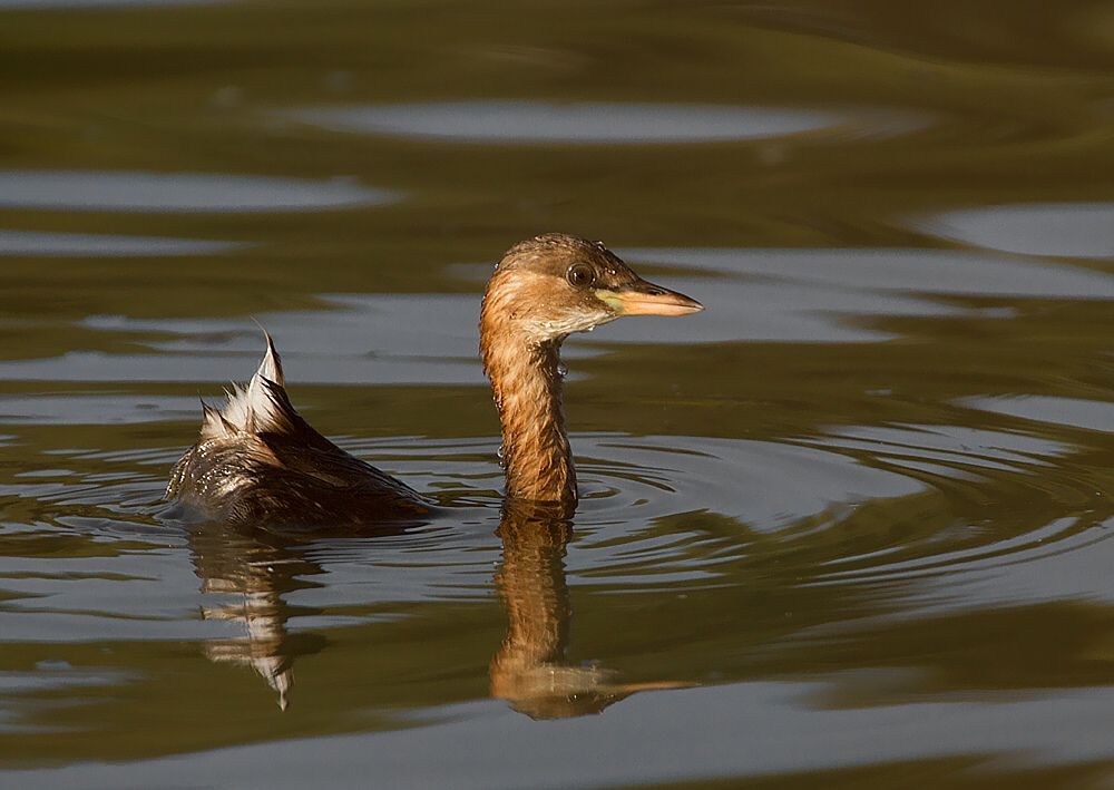 Tachybaptus ruficollis (potápka malá)
