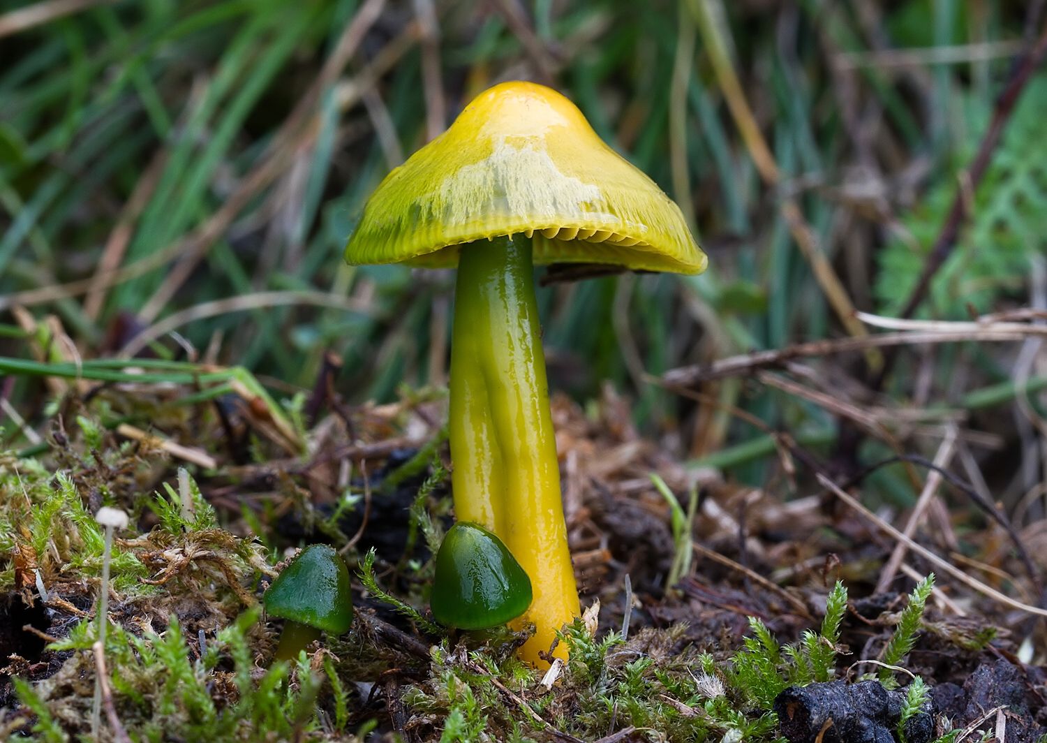 Gliophorus psittacinus