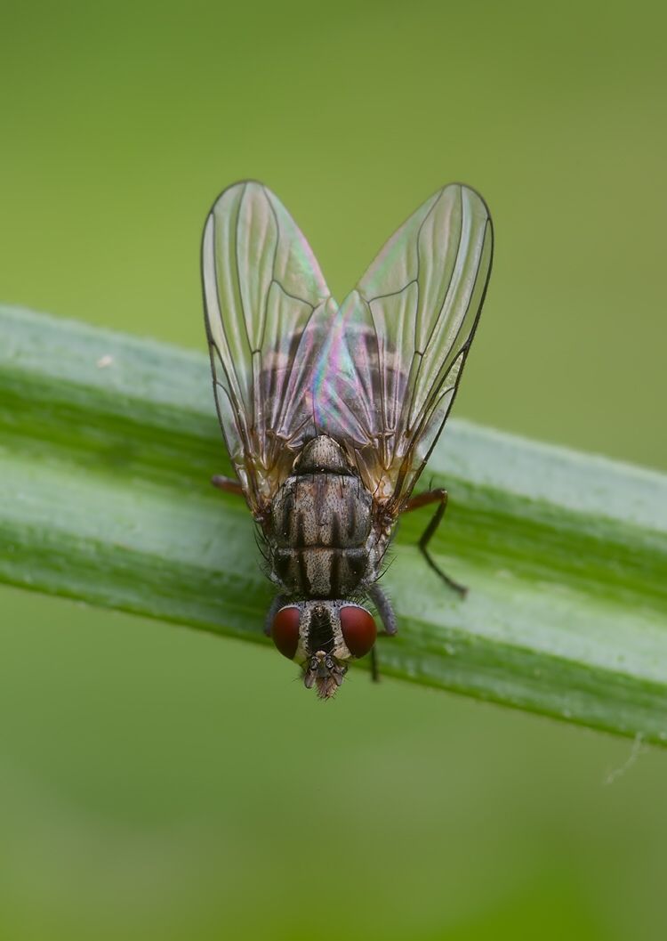 Morellia simplex