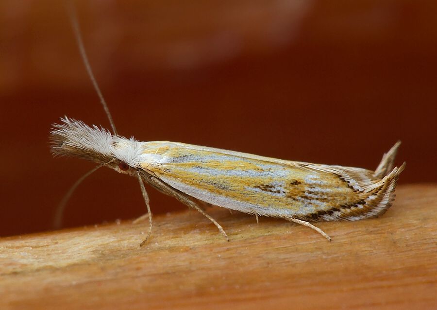 Holoscolia huebneri
