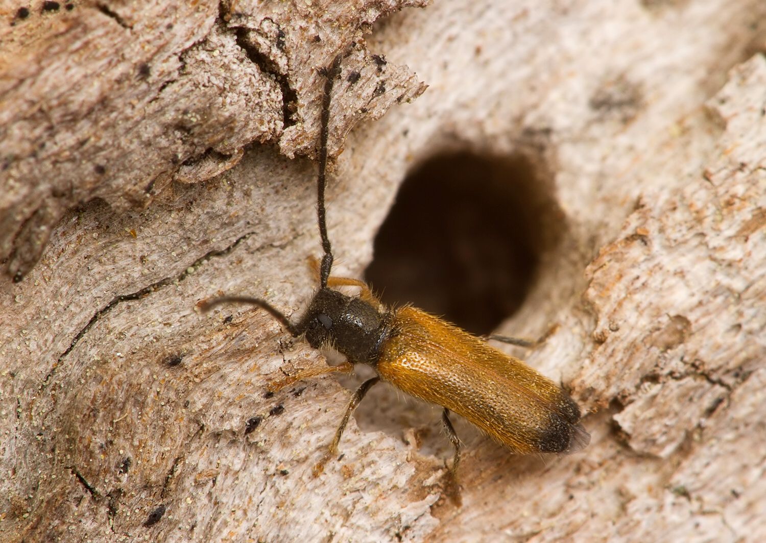 Tetrops praeustus