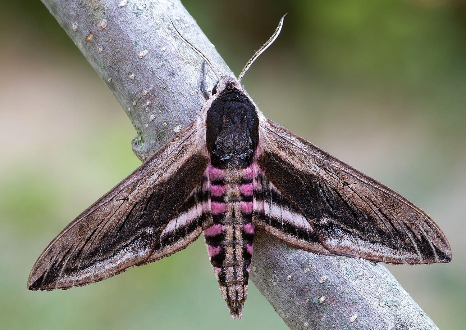 Sphinx ligustri
