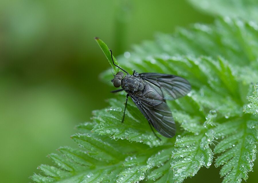 Symphoromyia melaena