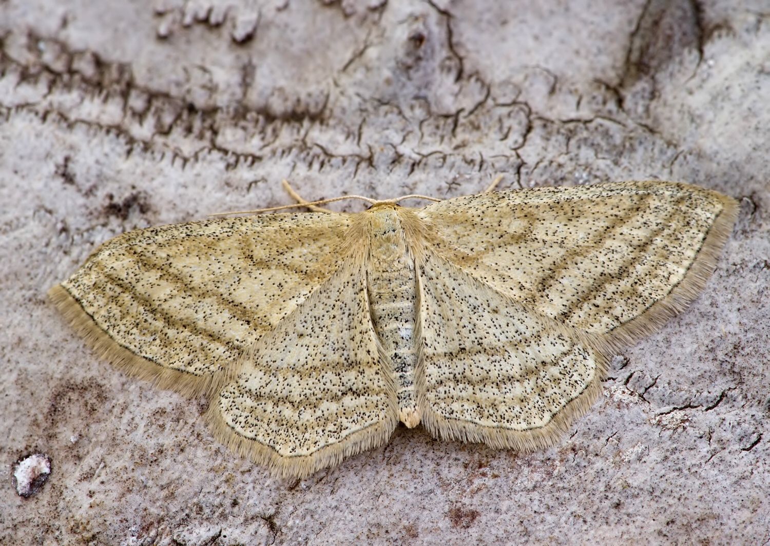 Scopula virgulata
