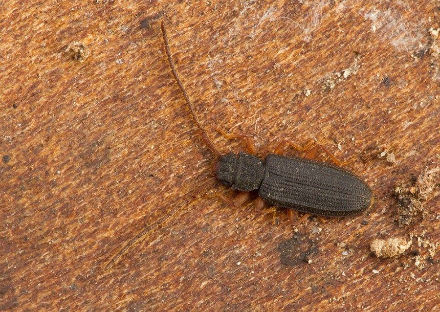 Uleiota planata