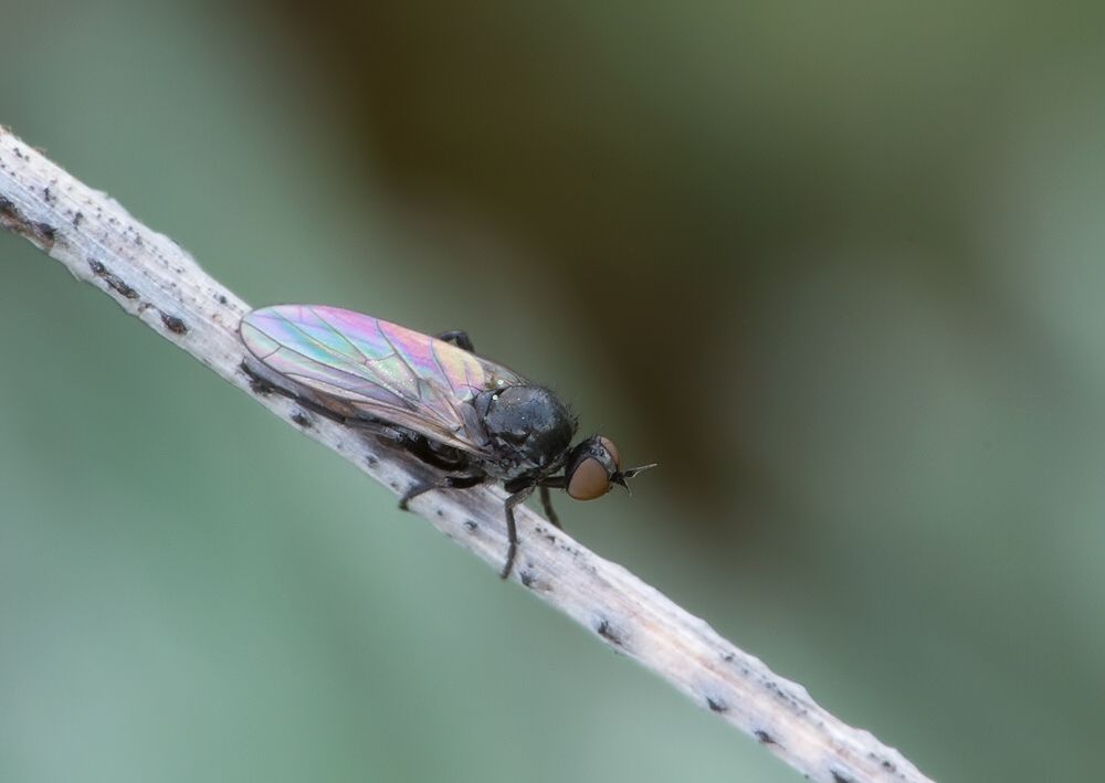 Empis caudatula