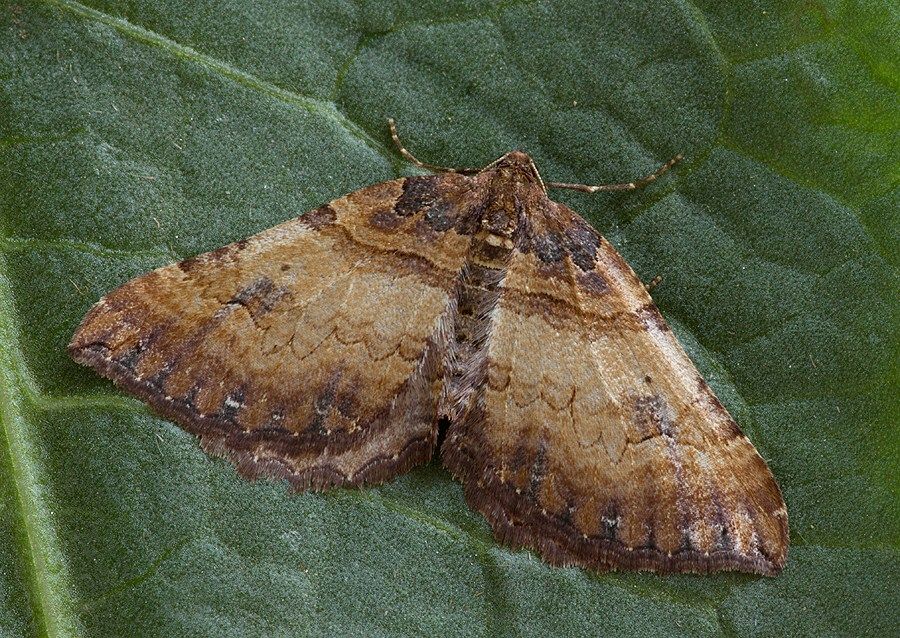 Earophila badiata