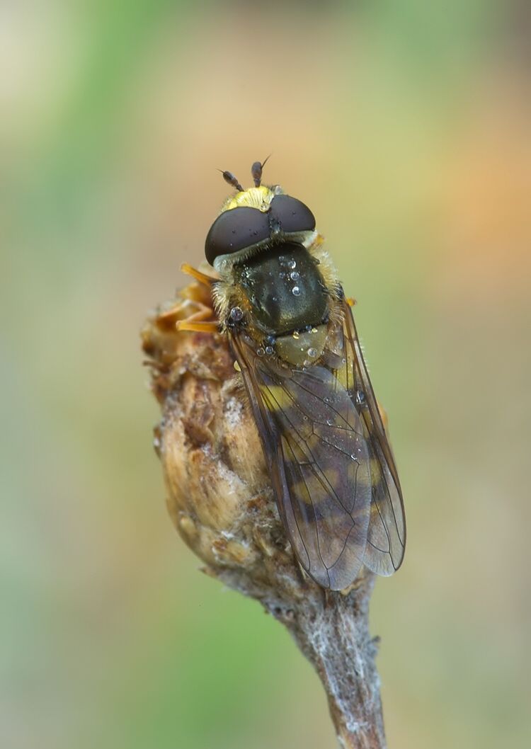 Eupeodes corollae
