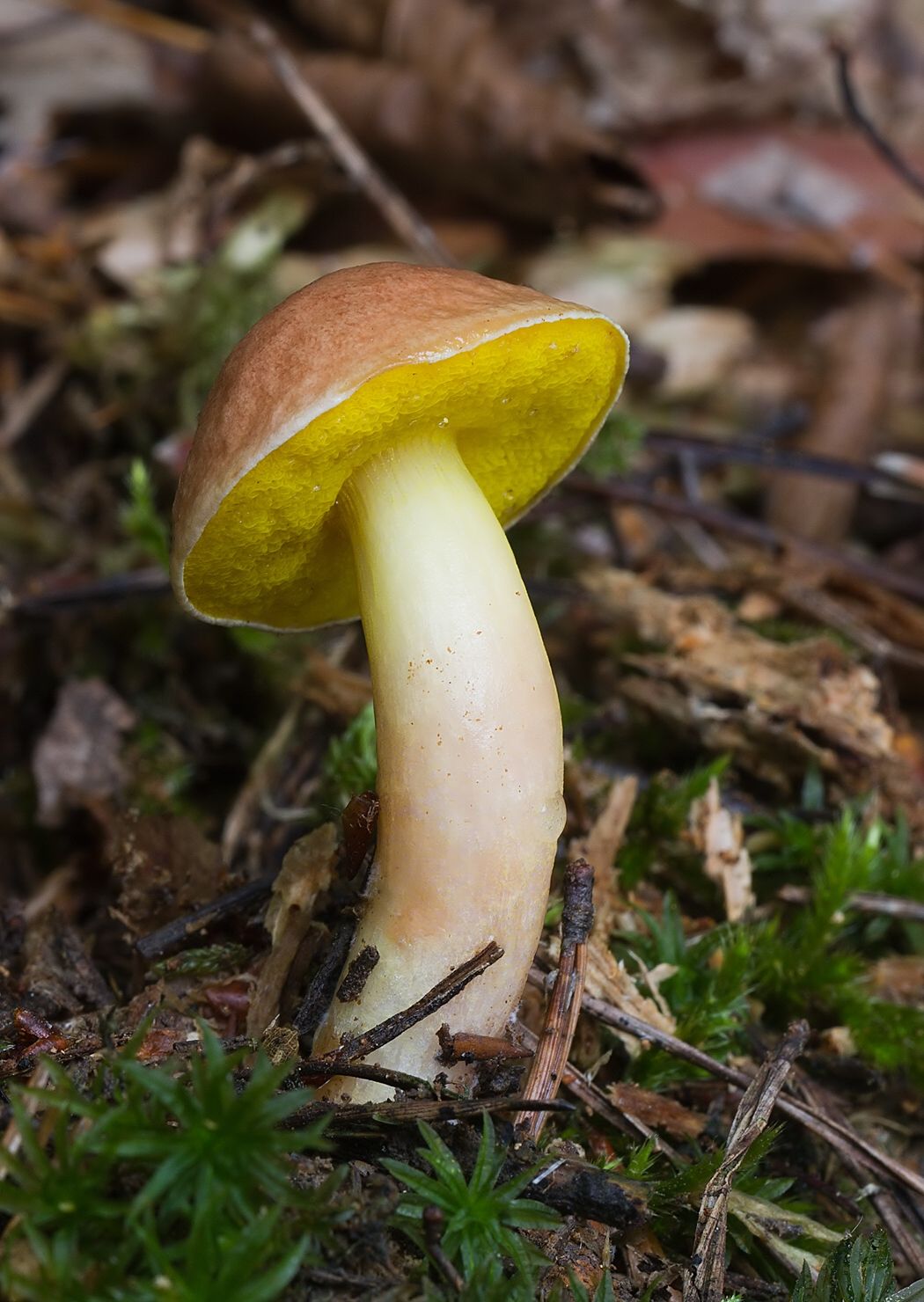Aureoboletus gentilis