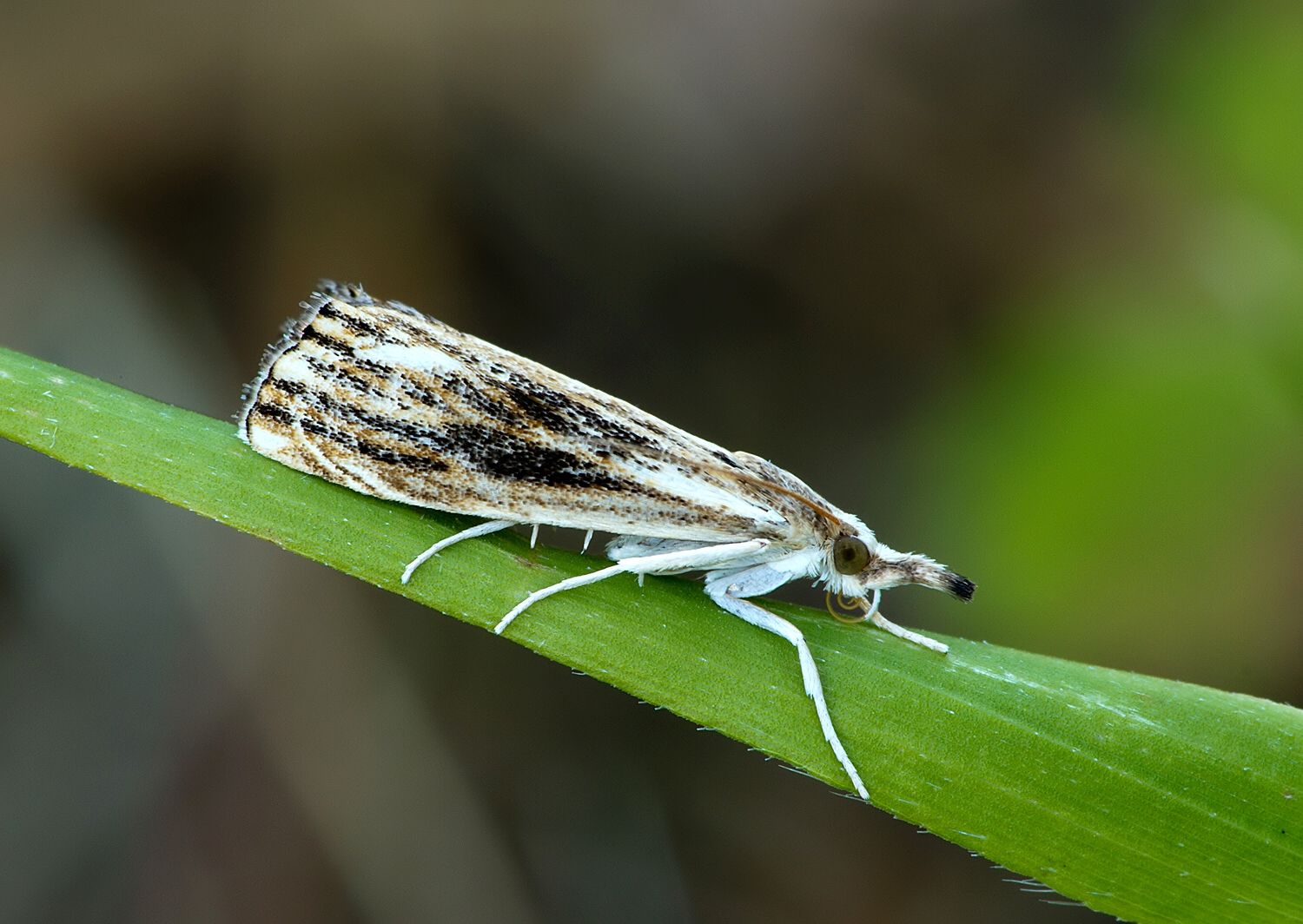 Catoptria verellus