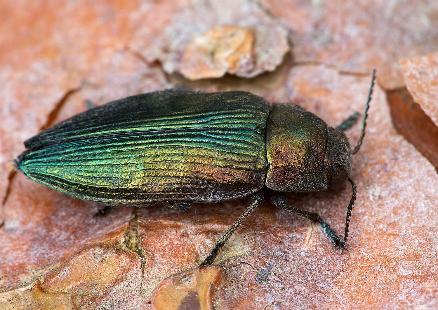Buprestis haemorrhoidalis