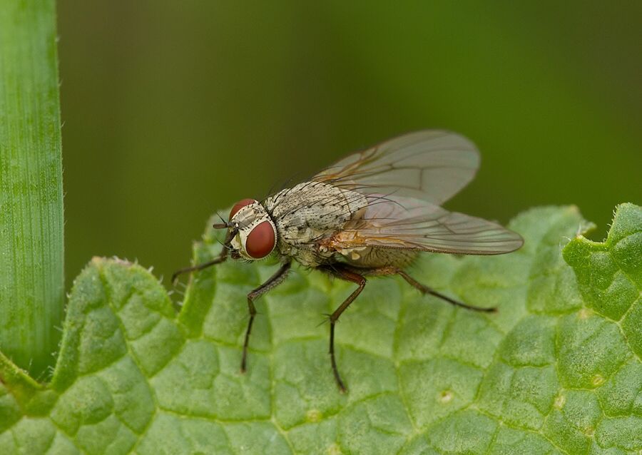 Phaonia angelicae
