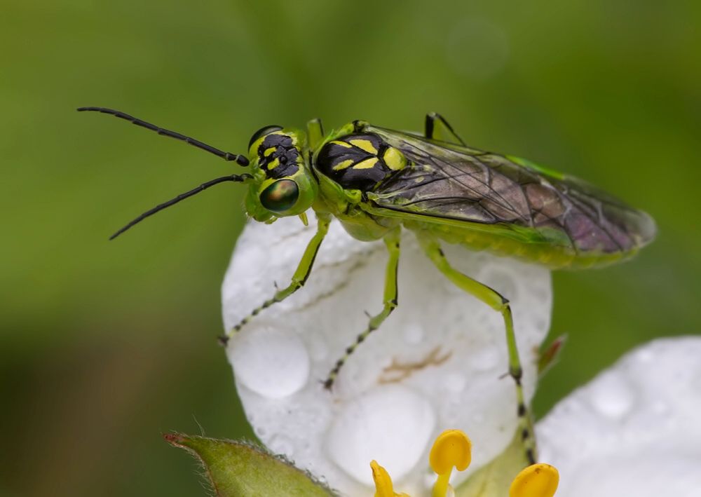 Rhogogaster viridis cf.