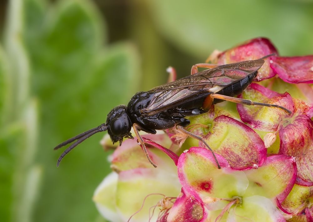 Allantus cinctus
