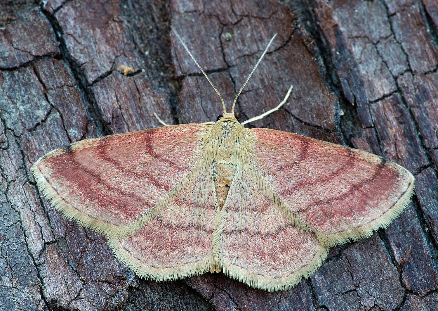 Scopula rubiginata