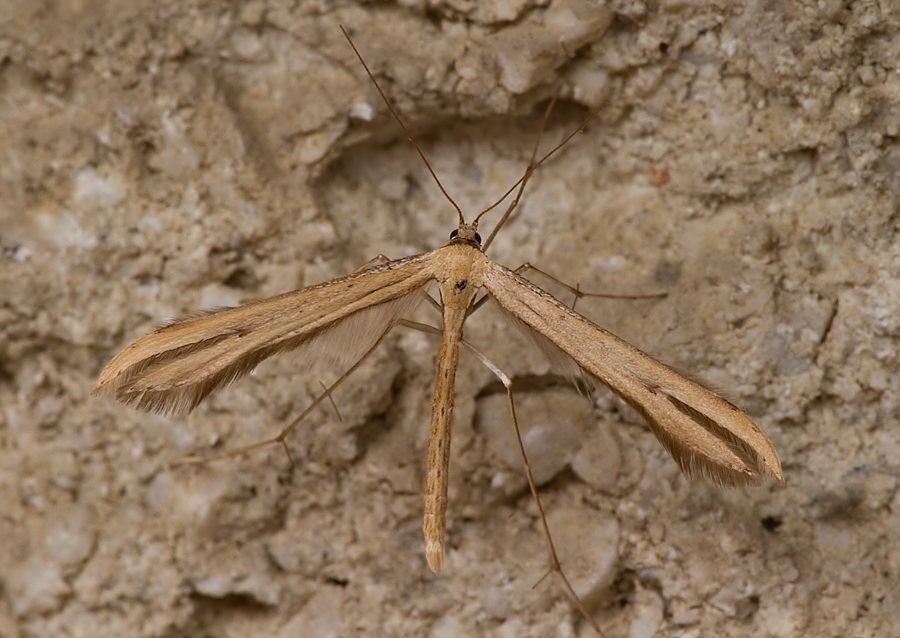 Emmelina monodactyla