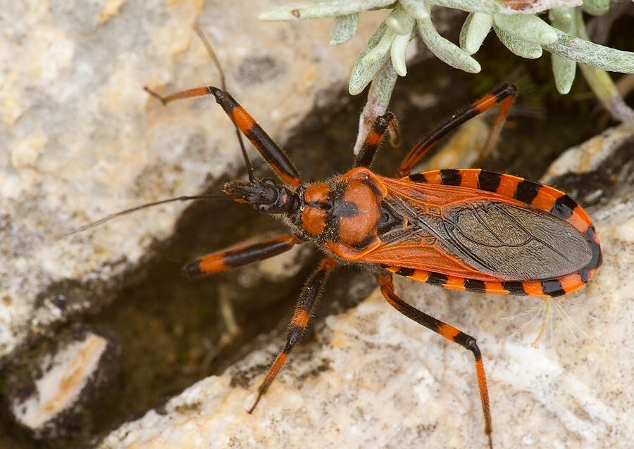 Rhynocoris rubricus