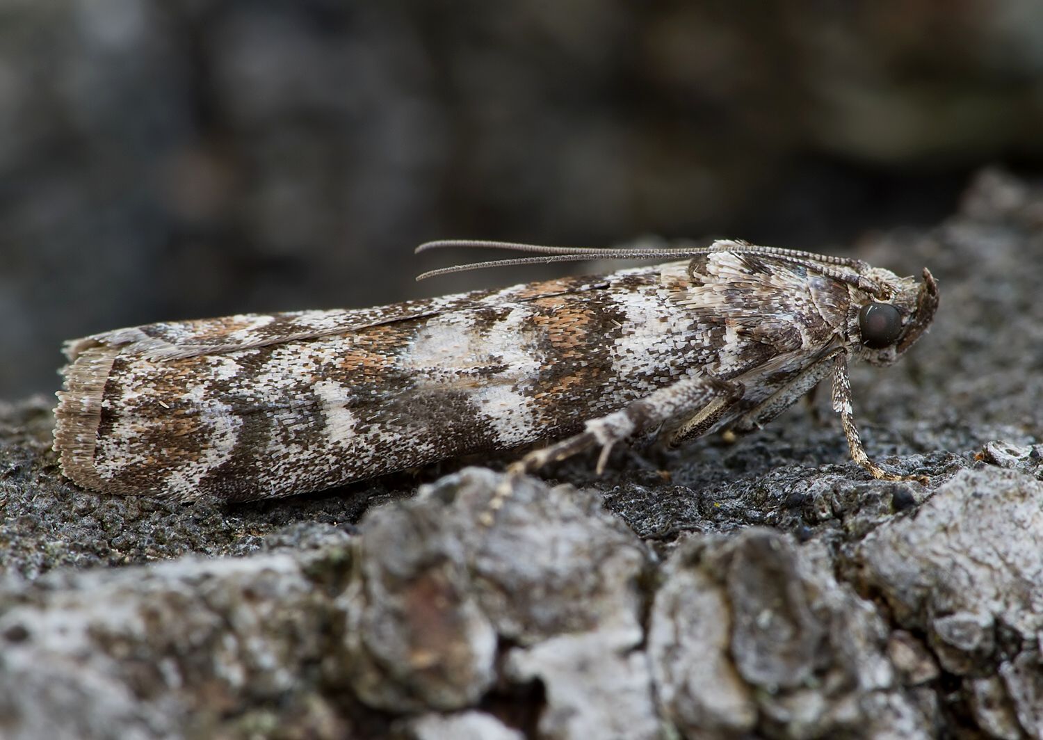 Dioryctria abietella